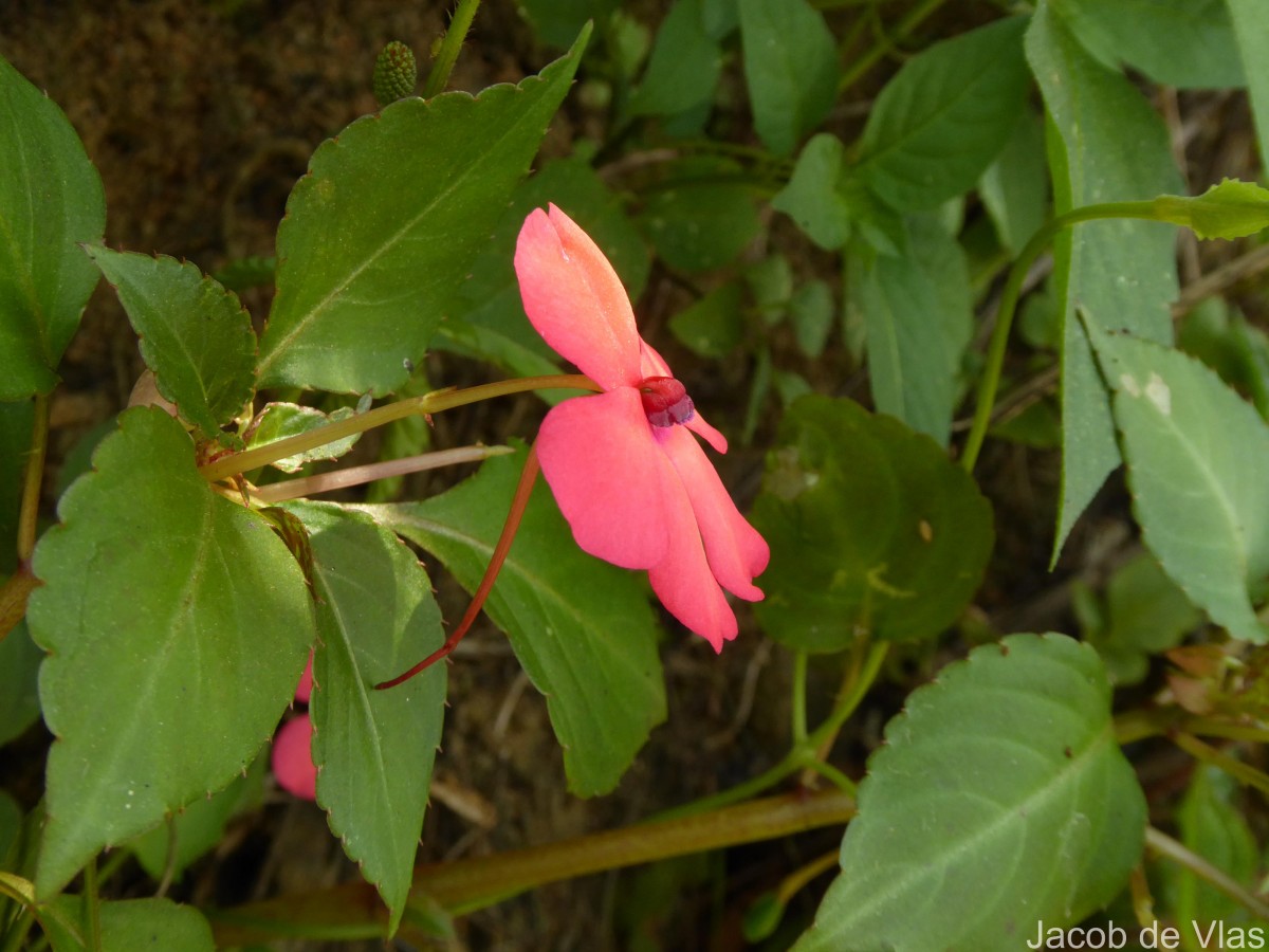 Impatiens walleriana Hook.f.